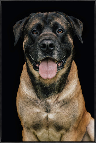 Mastiff