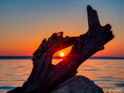 Driftwood Sunrise - 40"W x 30"H