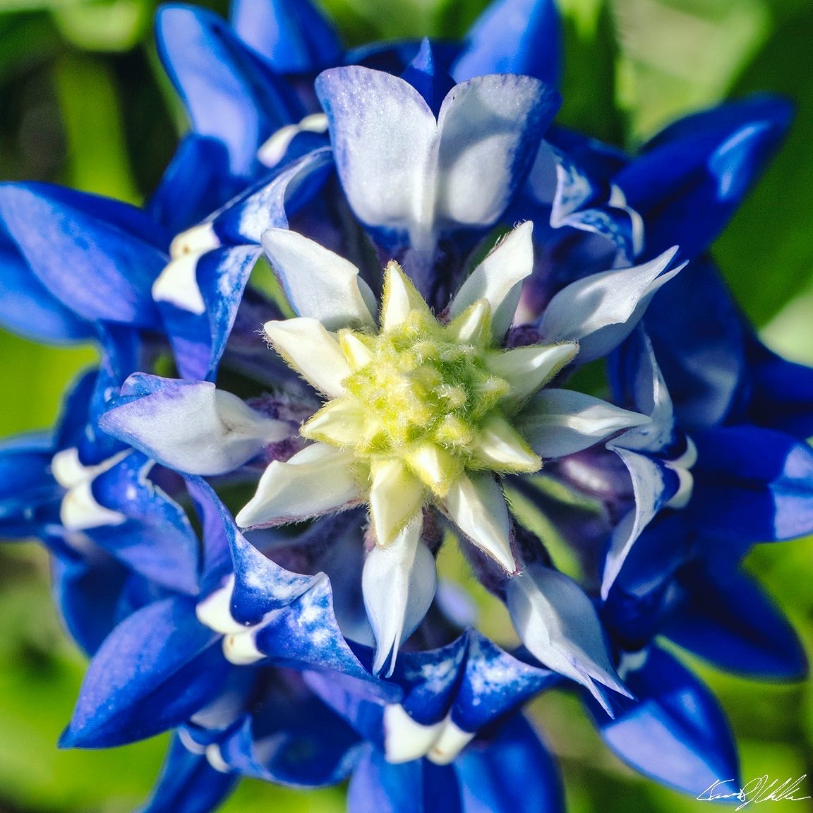 Texas Bluebonnet Perspective - 16"W x 16"H