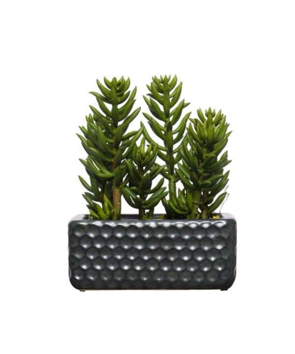 Succulent in Small Honeycomb Planter